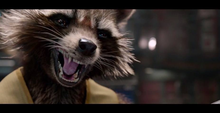 catsbeaversandducks:  October 1st is International Raccoon Appreciation Day and to