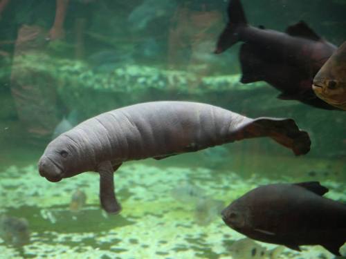 zooborns:Meet the Manatee Calf at Zoo de BeauvalOn April 24, France’s Zoo de Beauval welcomed a male