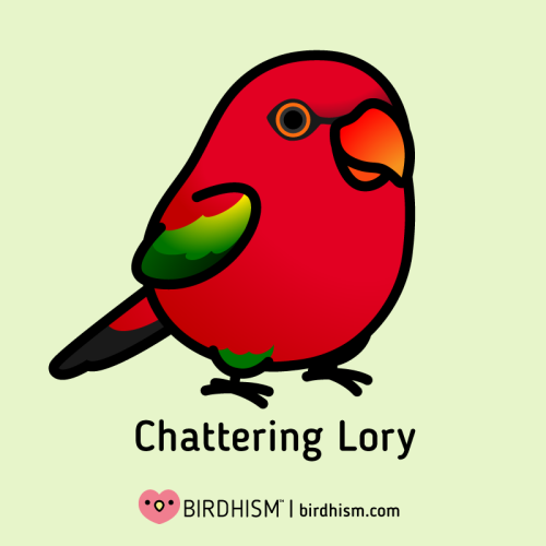 Featured Birds: WUEWUEWUE Red Bird Gumi and Kuromi (RIP). Lorikeet Advice: They&rsquo;re both entert