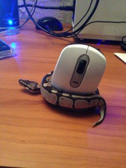 iflybikes:  Tiny baby python got confused about what sort of mouse to catch. 