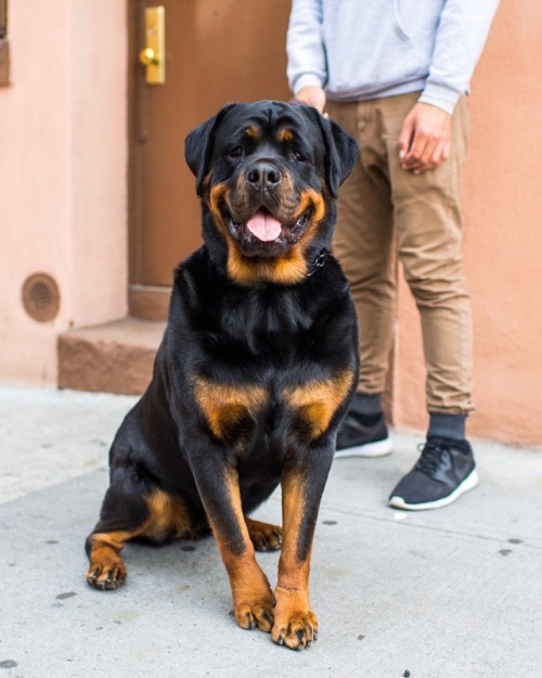 thedogist - Lula, Rottweiler (4 y/o), Houston & Mott St., New...