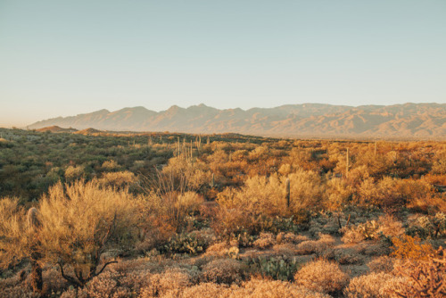 julianajohnsonphoto: Saguaro National Park Eastern DistrictTucson, ArizonaDecember 2017instagram: @j