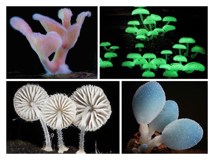 rhamphotheca:  The incredible diversity of the not-so-humble mushroom  Photographer