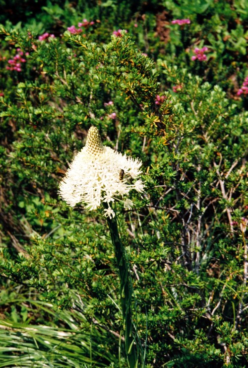 Beargrass flower (xerophyllum tenax), Pacific Crest Trail, Mt. Baker-Snoqualmie National Forest, Kin
