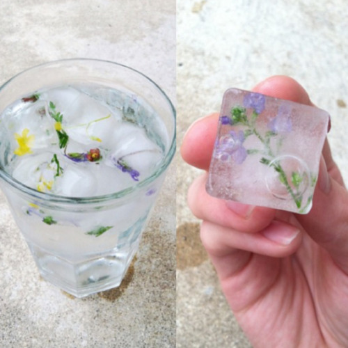 enchntedd:Having a lovely glass of water with natures treats in the ice cubes