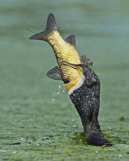 elodieunderglass:lord-kitschener:geographicwild:.by @lovetravellearn Cormorant fishing in Lake Manya