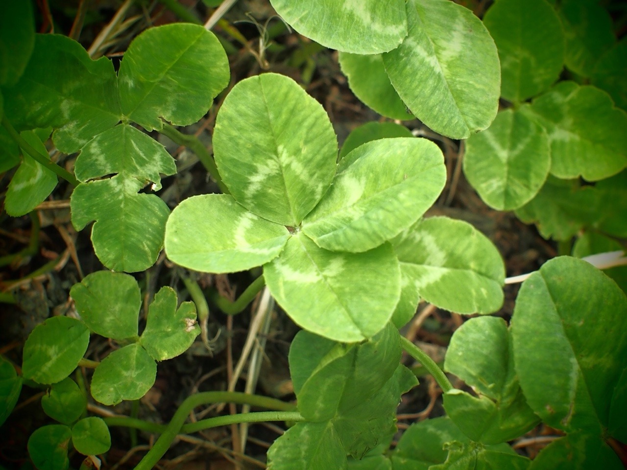 michibita:  Have a lucky day!