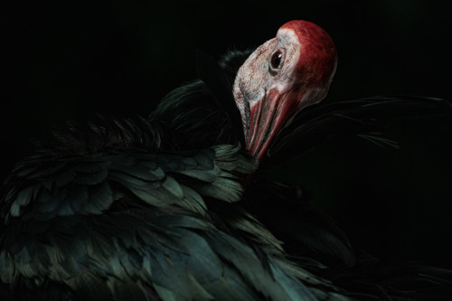 josharlington:  Southern bald ibis.Photographed at the National Aviary