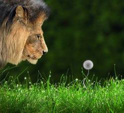 Even a Lion has the ability to sense how