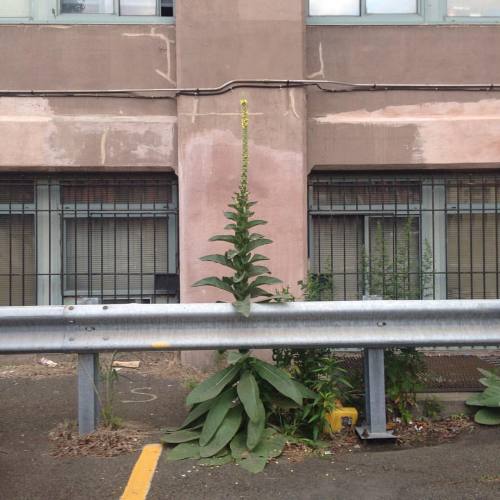 #mullein in #brooklyn #Verbascumthapsus #Verbascum #Scrophulariaceae #newyork #NY (at Brooklyn, New 