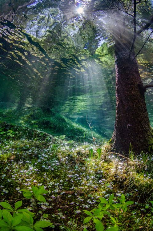 water-aesthetics: by Martin Strmiska, Styria, Austria Behind the Shot: In early spring, while t