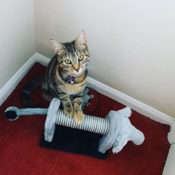 Someone&rsquo;s found her new scratching post!