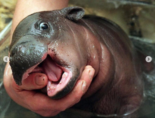 Porn babyanimalgifs:  These baby hippos will make photos