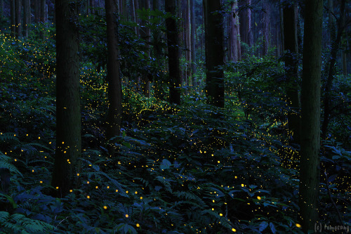 sleepinsidemysoul: harlings: Firefly 2015 (Kurate) by tomosang “Life is a journey. Time is a ri