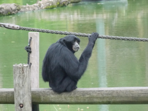 zoophotographs:Siamang (Symphalangus syndactylus)Zoo Dortmund 2017© by me