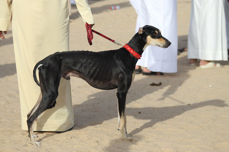 Saluki racing in the UAE. Traditionally the dog’s feet are dyed with red henna to harden the feet and protect them from injury. ...