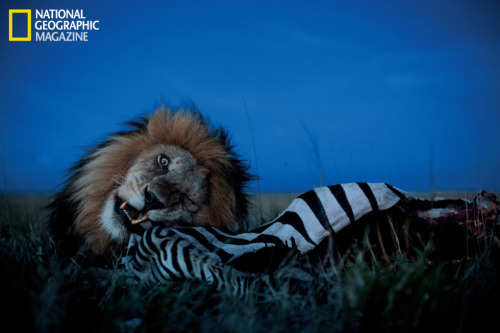 photojojo:  The Verge covered an amazing story of photographer Michael Nichols and cinematographer Nathan Williamson, who used some interesting tech for capturing these incredible photos of wild lions. They not only used a camera “mini tank” that