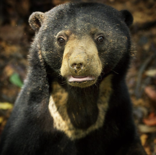 sun bear