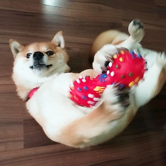 shiba-natsu:  장난감 고속 회전 신기술을 선보이시는 코사마😁