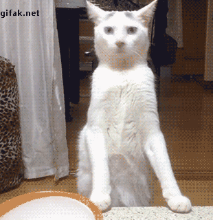 catsdogsblog:  More GIFs: http://catsdogsblog.tumblr.com