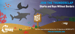 sharkhugger:  Sharks & Rays Without Borders