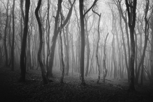 Monochrome In The Woods
