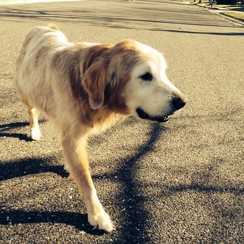 condommodel:  omfg my dog looks like he has 2 legs in this picture 