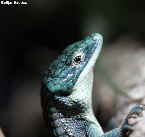 Blue-Eyed BeautyFacebook -This gorgeous creature is an Abronia graminea, or arboreal alligator lizar