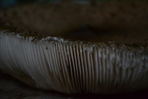 In to the mushroom (Macrolepiota procera)