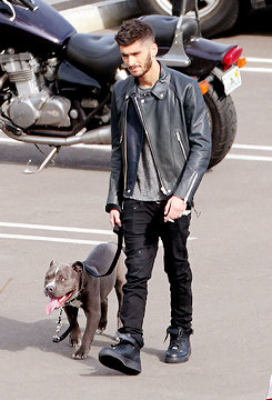 harrystylesdaily:  Zayn walking his dog around the YouTube parking lot. 11/23 