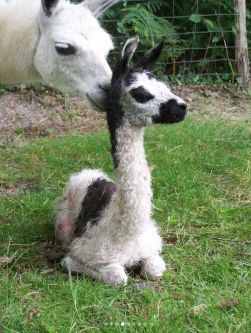 Baby Llamas Need No Drama