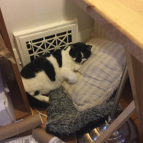 pangur-and-grim:rainaramsay: pangur-and-grim: pressed against the heating vent with TWO big pillows 