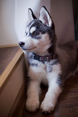 aww-so-pretty:  husky lover
