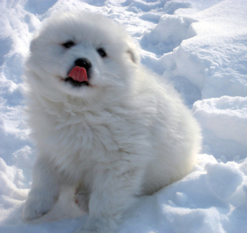 The Abominable SnowPuppy