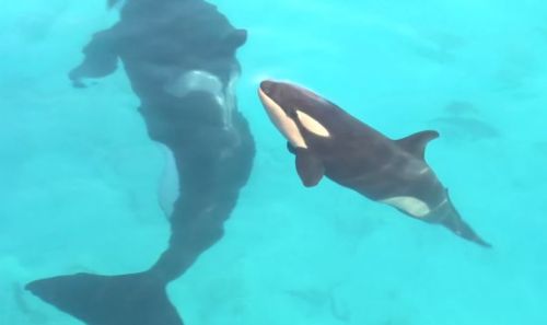 Gender: MalePod: N/APlace of Capture: Born at Marineland Antibes, FranceDate of Capture: Born Novemb