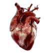XXX transparensies:anatomical hearts i photo