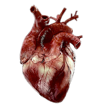 transparensies:anatomical hearts i