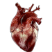 transparensies:anatomical hearts i