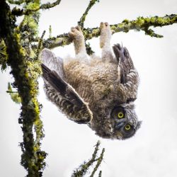 americasgreatoutdoors:  Dennis Davenport’s photo of a great horned owlet from Ridgefield National WIldlife Refuge in Washington was a finalist in the National Wildlife Refuge Association’s 2012 photo contest. See more amazing finalist photos here. 