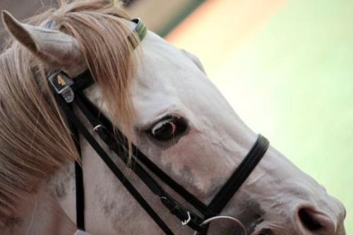 all-the-horses:Marble CakeKing Kamehameha x ShirayukihimeThoroughbred, MareBorn 2011This racehorse w