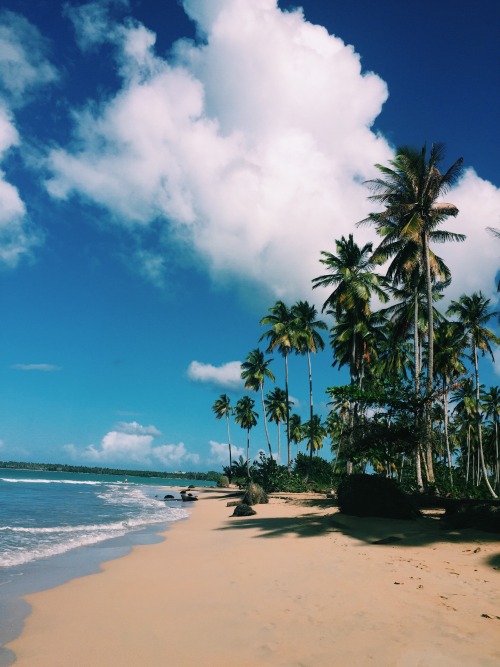hallielovesnutella:  #beach #pretty #blue #palmtrees   Jungle/tropical blog