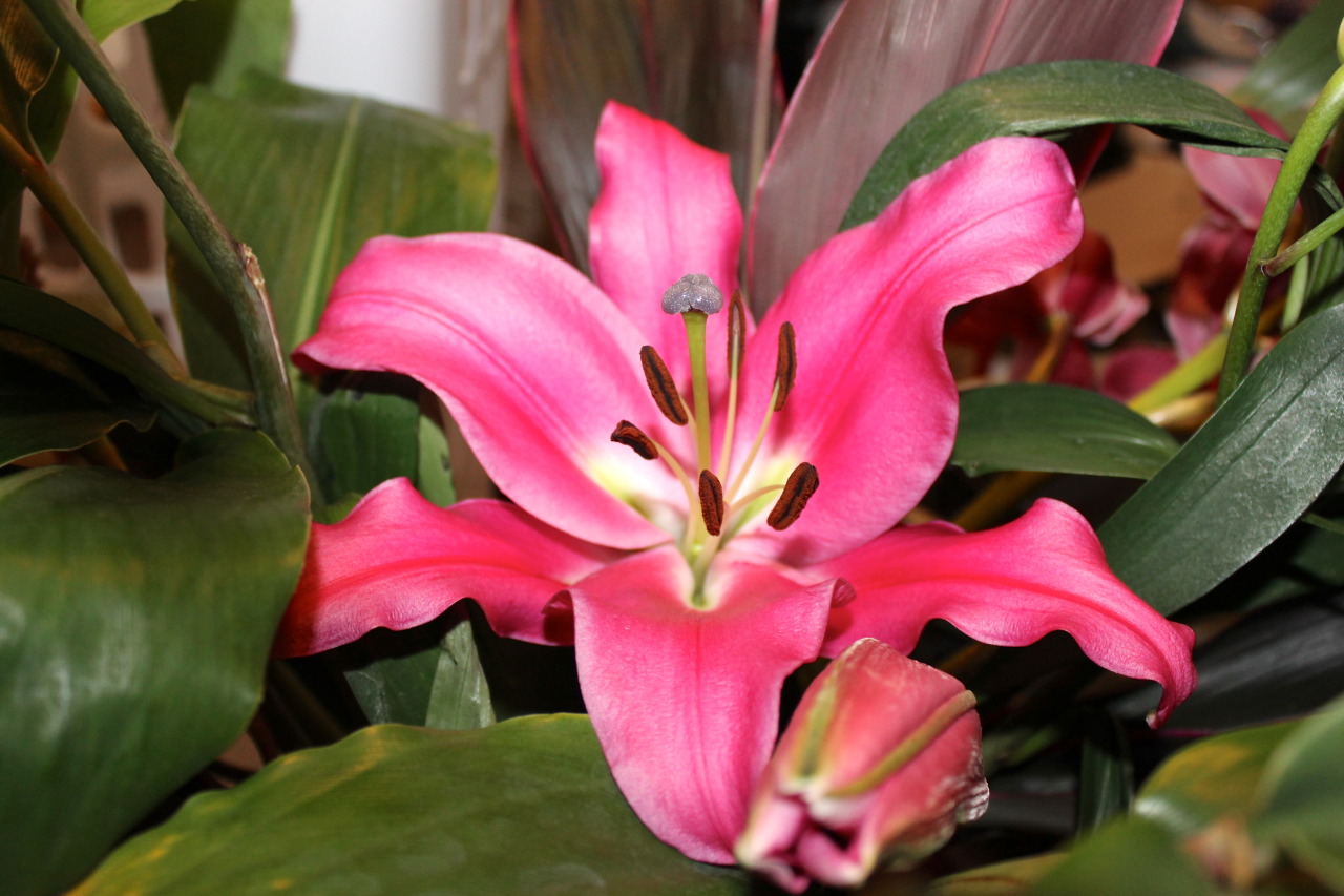 sungodprime:  The lilies husband bought me for our anniversary opened up, now our