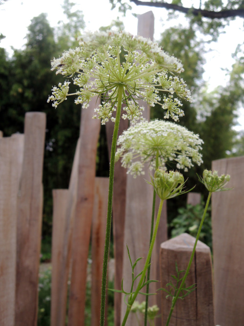 Festival des jardins 2016 / Chaumont sur Loire Photos : Fabrice CORD’HOMME