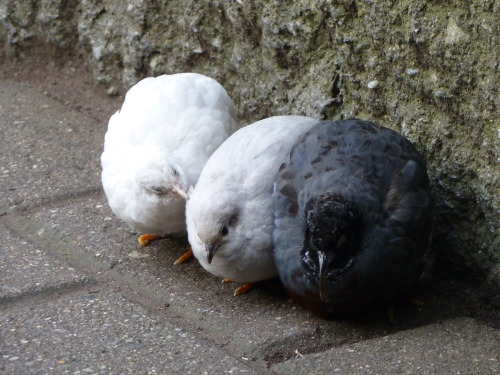 luckyuros:quail friends I saw at my brother’s wedding ovo