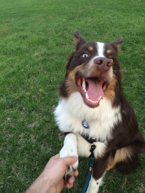 Took my dog to where I proposed to my girlfriend…he also said YES