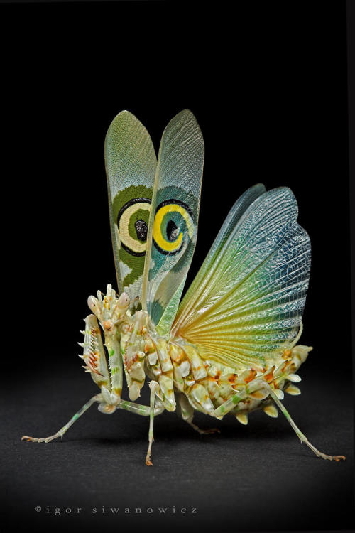 Porn Pics Devil’s flower mantis, spiny flower