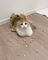 catasters:
