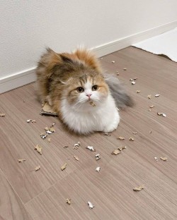 catasters: