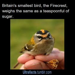 ultrafacts:  ragingsufferer:  ultrafacts:  Source Follow Ultrafacts for more facts!  That bird looks pissed  