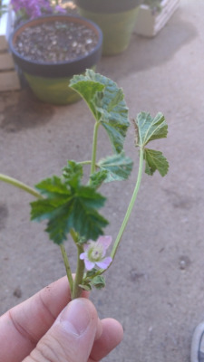 I made a post earlier asking for this plant ID but a quick Google search confirmed my guess that it IS a wild geranium weed. The tiny pale pink flowers are pretty, even if this weed’s taking over my yard lol.